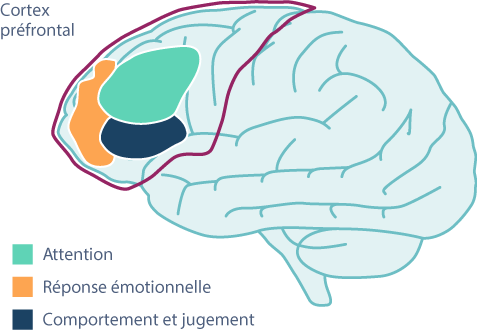 Conseils pour comprendre le cerveau TDAH et naviguer dans une relation  adulte lorsque votre conjoint est atteint du TDAH et vous n'avez pas le TDAH  - CADDAC